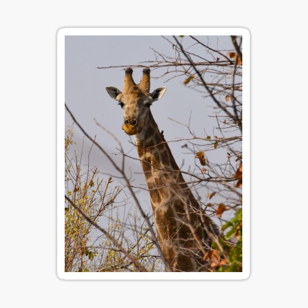 Vista previa del artículo con la obra «Joven jirafa curiosa en Botswana», diseñado y vendido por Steves-Pics.