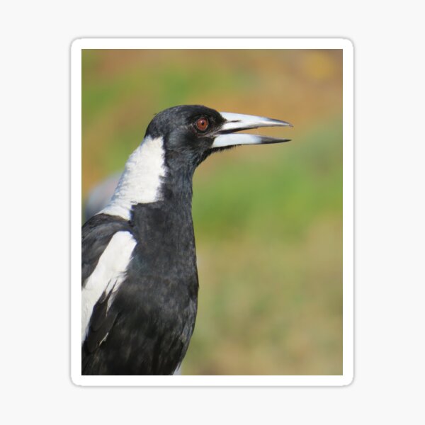 Australian Magpie Singing Sticker