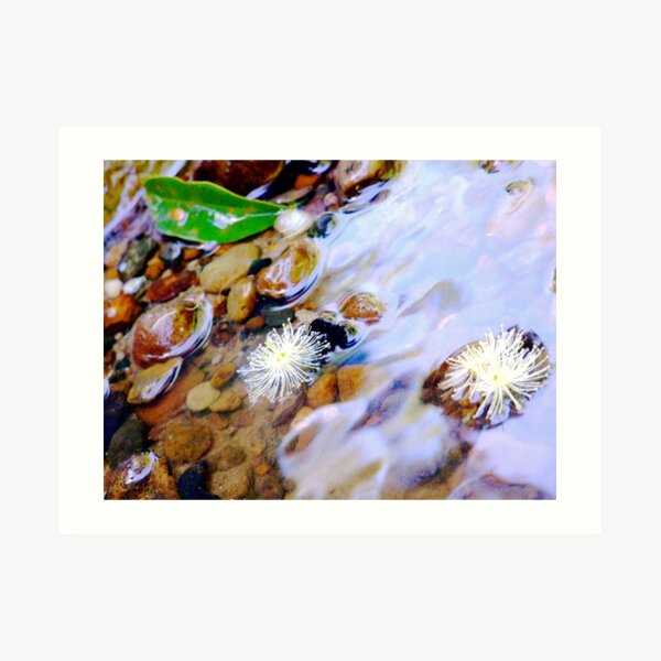 blossoms Art Print