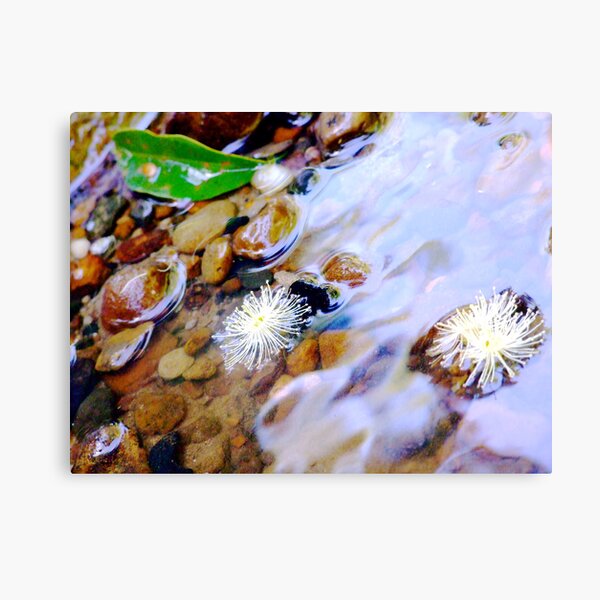 blossoms Canvas Print