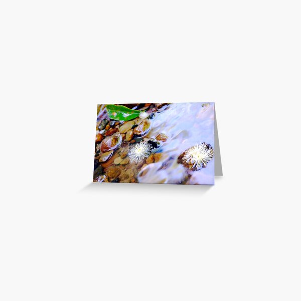 blossoms Greeting Card