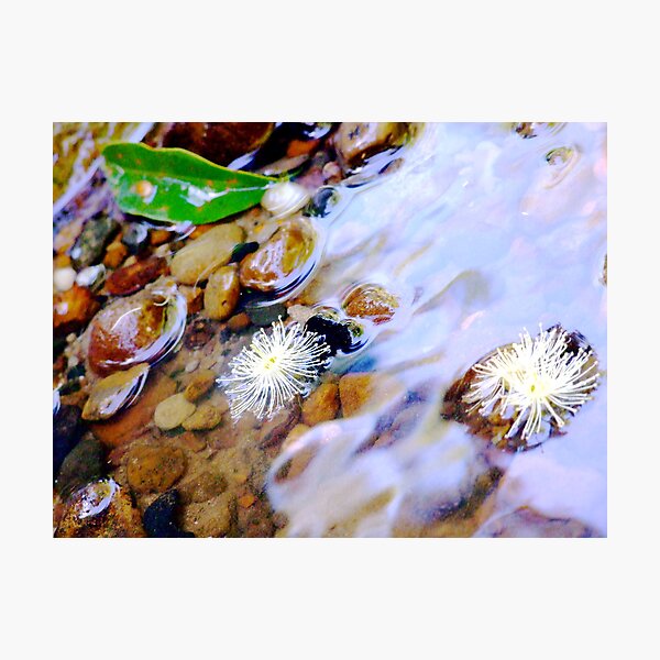 blossoms Photographic Print