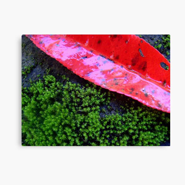 red tree Canvas Print