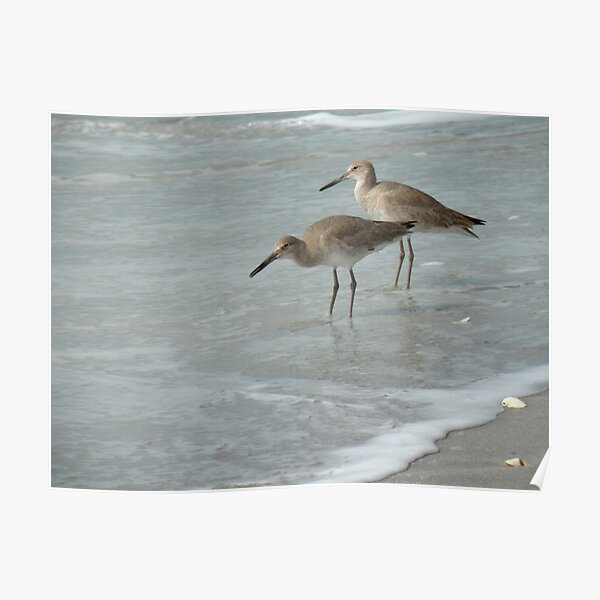 Willets by the Sea Poster