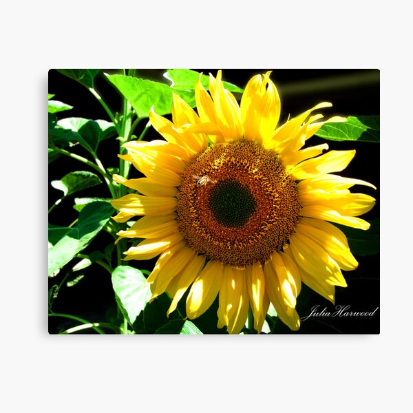 Sunflower Canvas Print