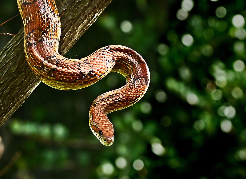 "Rat Snake, Florida" By Nancyb926 | Redbubble