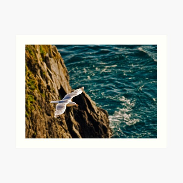 Gull in flight Art Print