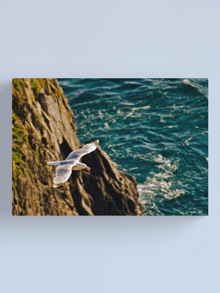Alternate view of Gull in flight Canvas Print