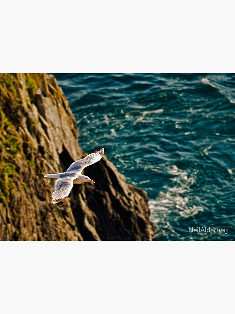 Gull in flight by NeilAlderney