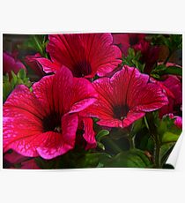 Fractalius Petunias Poster