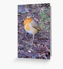 Ragged Robin Greeting Card
