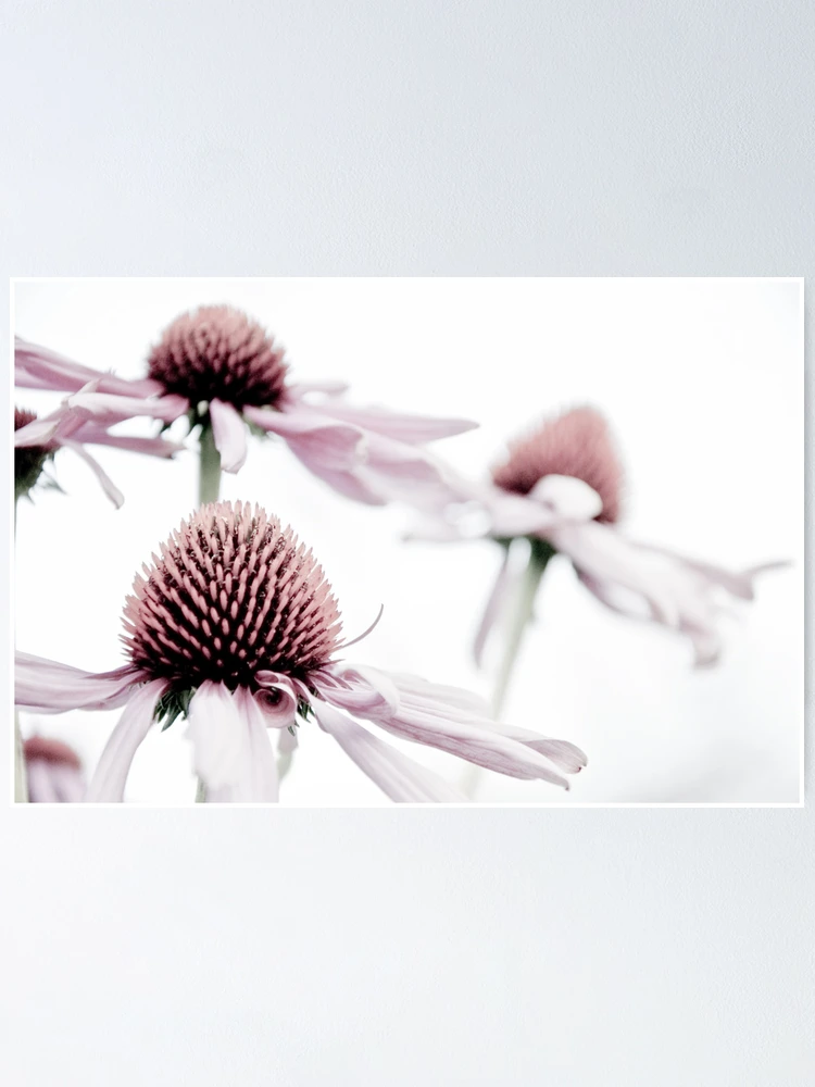 Thumbnail 1 of 3, Poster, Pink designed and sold by RobSimpson.