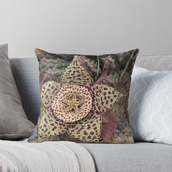 Item preview, Orbea variegata - the carrion flower designed and sold by BiodiversityRocks.