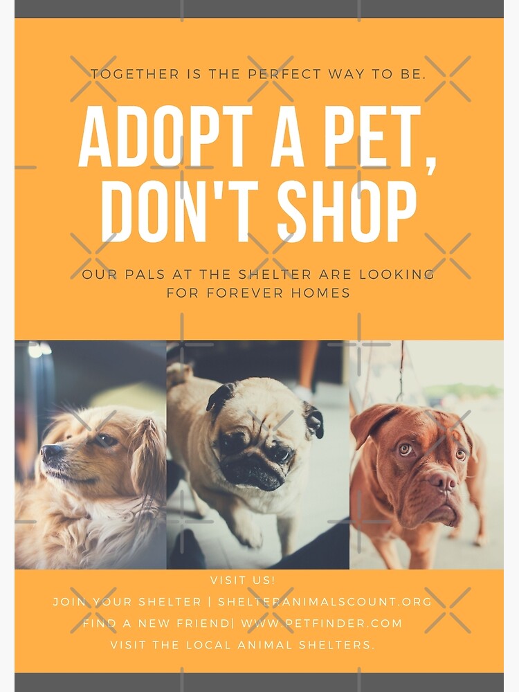 Animal Shelter Petfinder Full Site Animal Shelter Petfinder Search