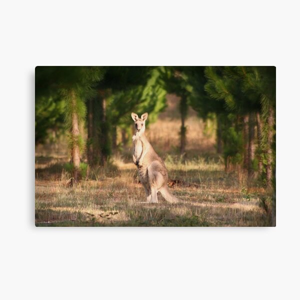 Googoo Canvas Print