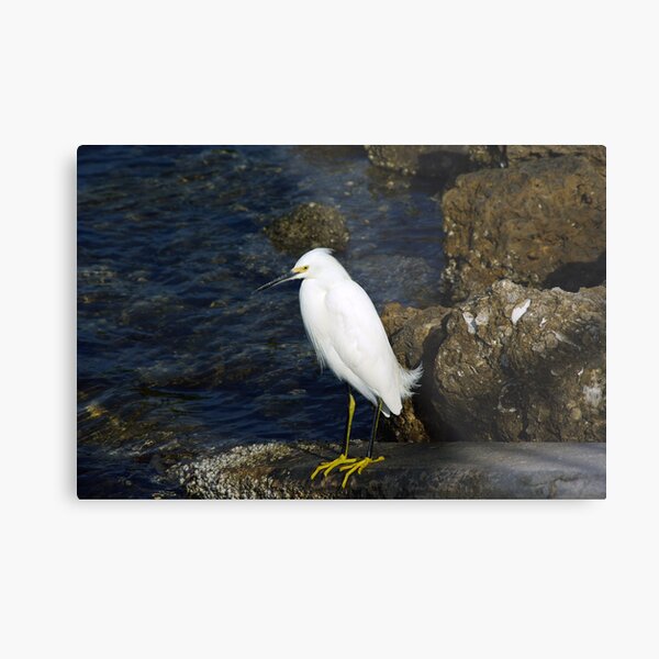 Egret Metal Print