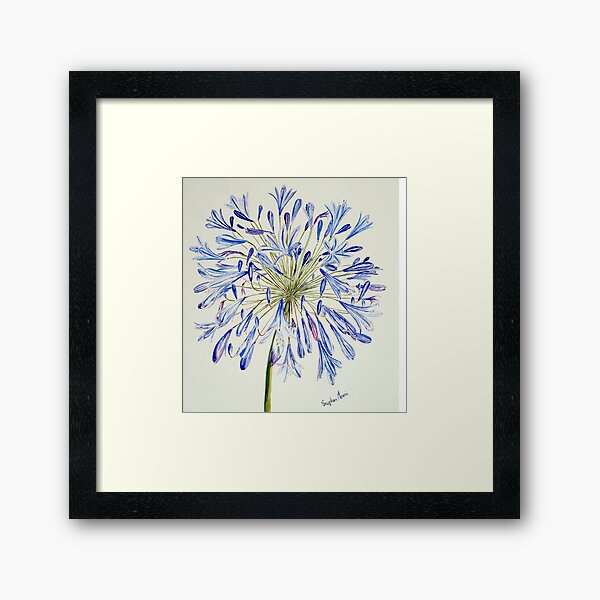 Regalos y productos: Agapantos Azules | Redbubble