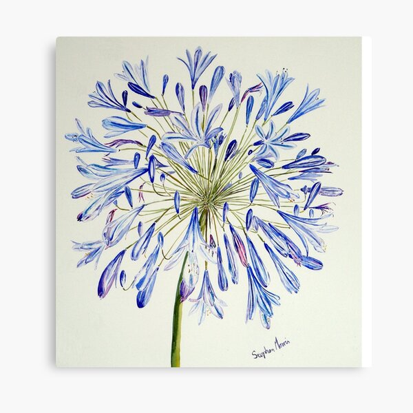 Isles of Scilly 'Agapanthus' Canvas Print