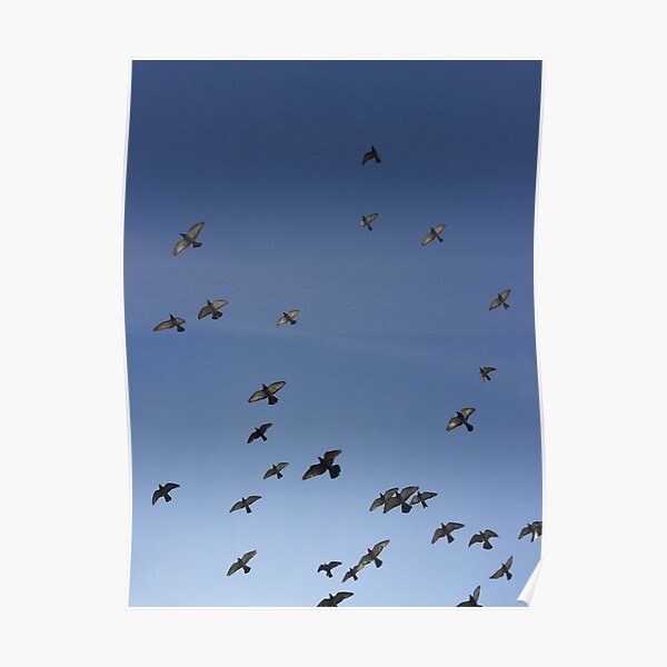 Migrating Birds Posters | Redbubble