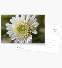 White Flower Postcards