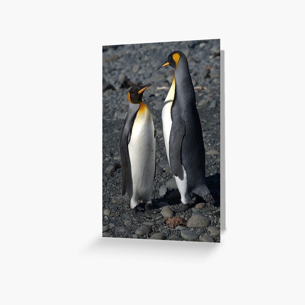 King Penguin on Macquarie Island., King Penguin in front of…