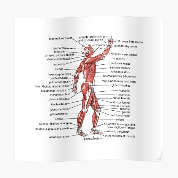 #Muscle, #shoulder, #standing, #arm, #abdomen, #human #leg, #illustration Poster