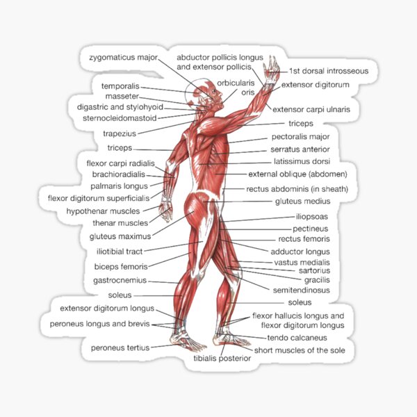 #Muscle, #shoulder, #standing, #arm, #abdomen, #human #leg, #illustration Sticker