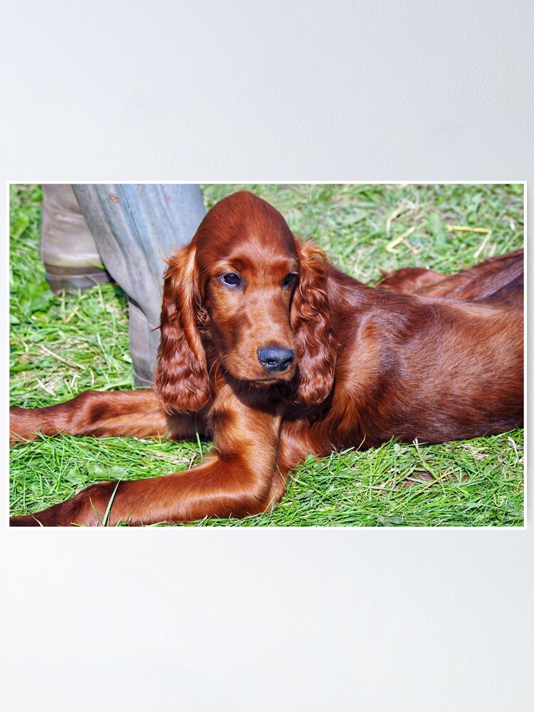 young irish setter