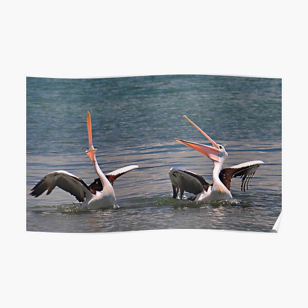 "Phil Woodman's Pelican Joke!" Poster by PhilWoodman Redbubble