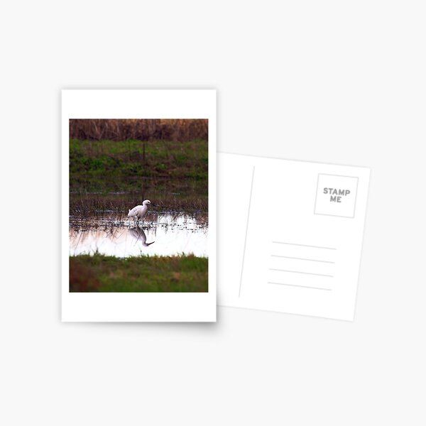 Two for one Postcard