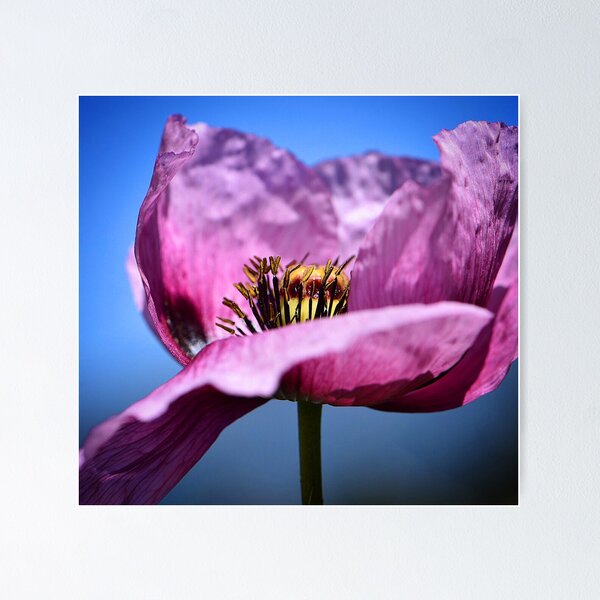 Item preview, Flower (MKW-F.125) designed and sold by Katrina Morgan.