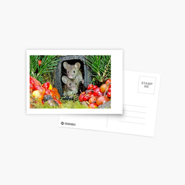 two wild garden house mice in a log home Postcard