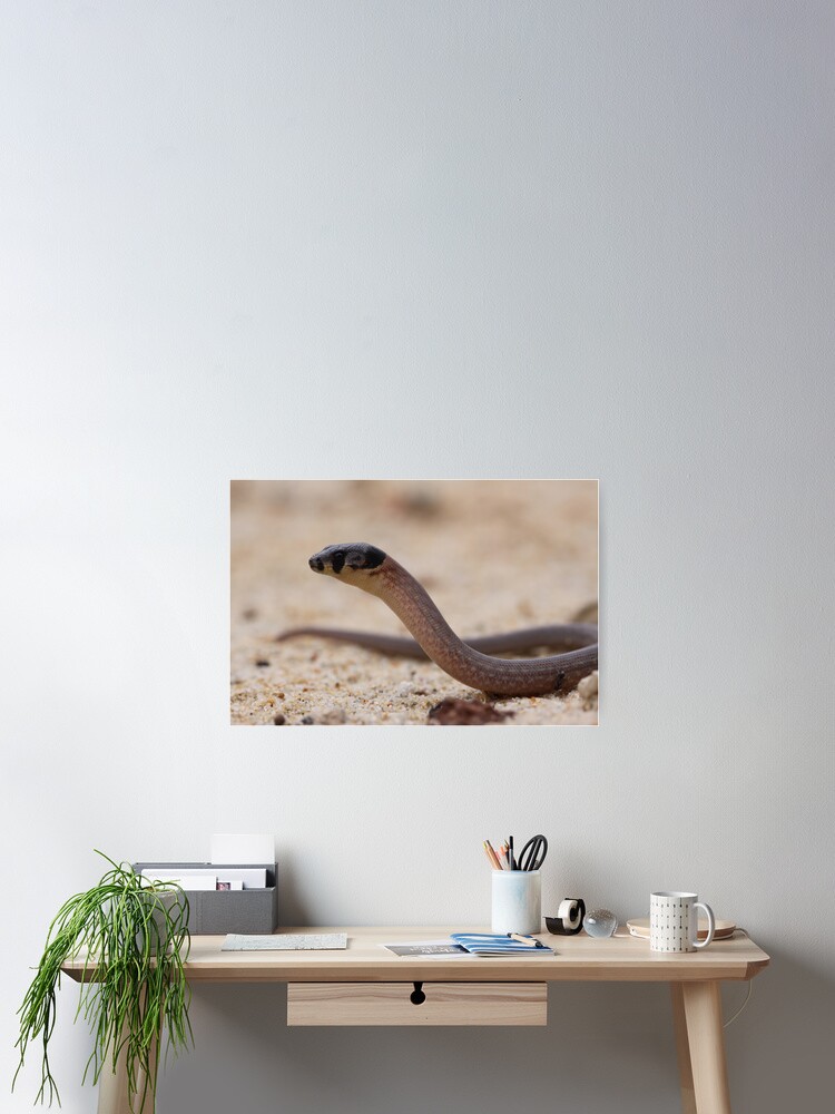 Thumbnail 2 of 3, Poster, Legless Lizard designed and sold by pugsly.