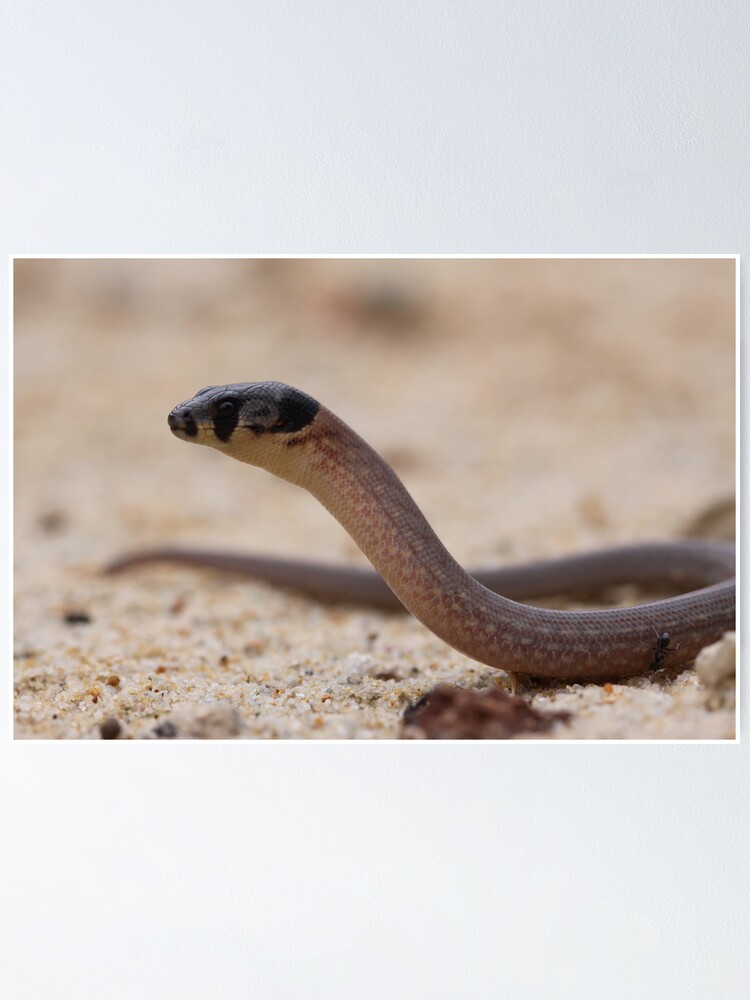 Thumbnail 1 of 3, Poster, Legless Lizard designed and sold by pugsly.