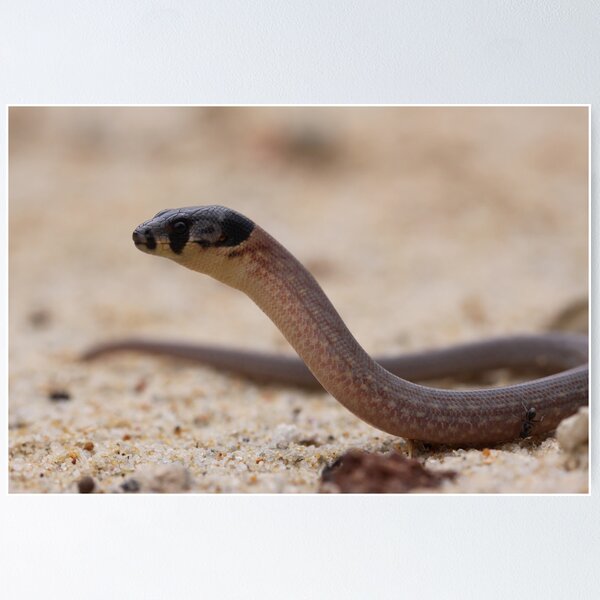 Item preview, Legless Lizard designed and sold by Steve Bullock.
