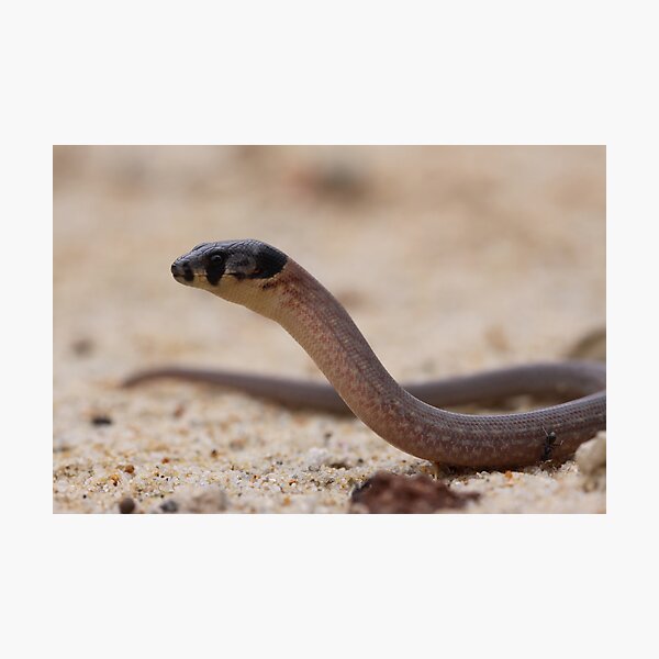 Item preview, Legless Lizard designed and sold by Steve Bullock.
