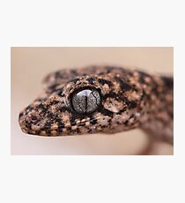 Granite Thick Tailed Gecko Photographic Print