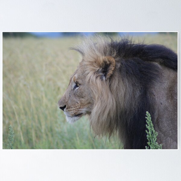 Item preview, King of the beasts designed and sold by Tara Pirie.