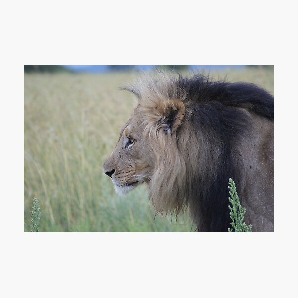 Item preview, King of the beasts designed and sold by Tara Pirie.
