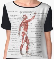 #Muscle, #shoulder, #standing, #arm, #abdomen, #human #leg, #illustration Chiffon Top