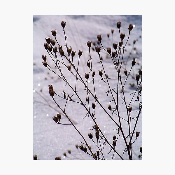 Item preview, Winter in the Catskills designed and sold by Dandelion Dilluvio.