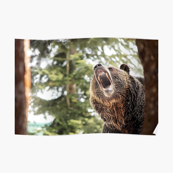 grizzly bear shields zippy