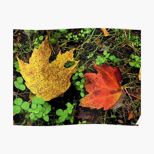 Two Leaves Poster