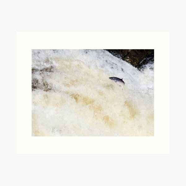 Item preview, Wild salmon leaping on a waterfall designed and sold by chanonry.