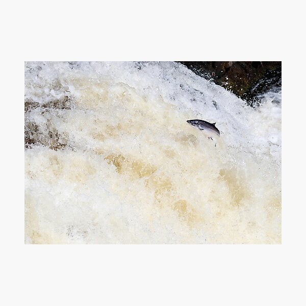 Item preview, Wild salmon leaping on a waterfall designed and sold by chanonry.
