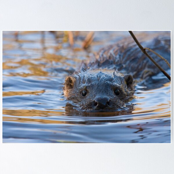 Item preview, Close encounters with a wild European Otter!!! designed and sold by Jon Lees.