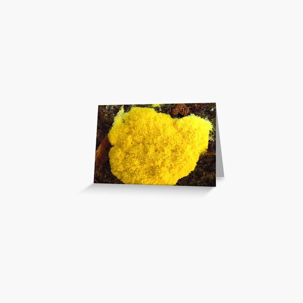 Yellow Slime Mould Greeting Card