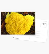 Yellow Slime Mould Postcards