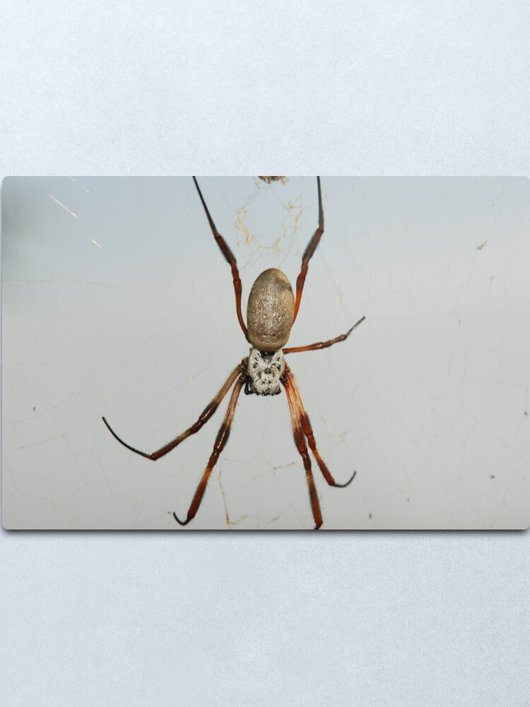 A Female Golden Orb Spider In Its Web Nephila Sp Metal Print