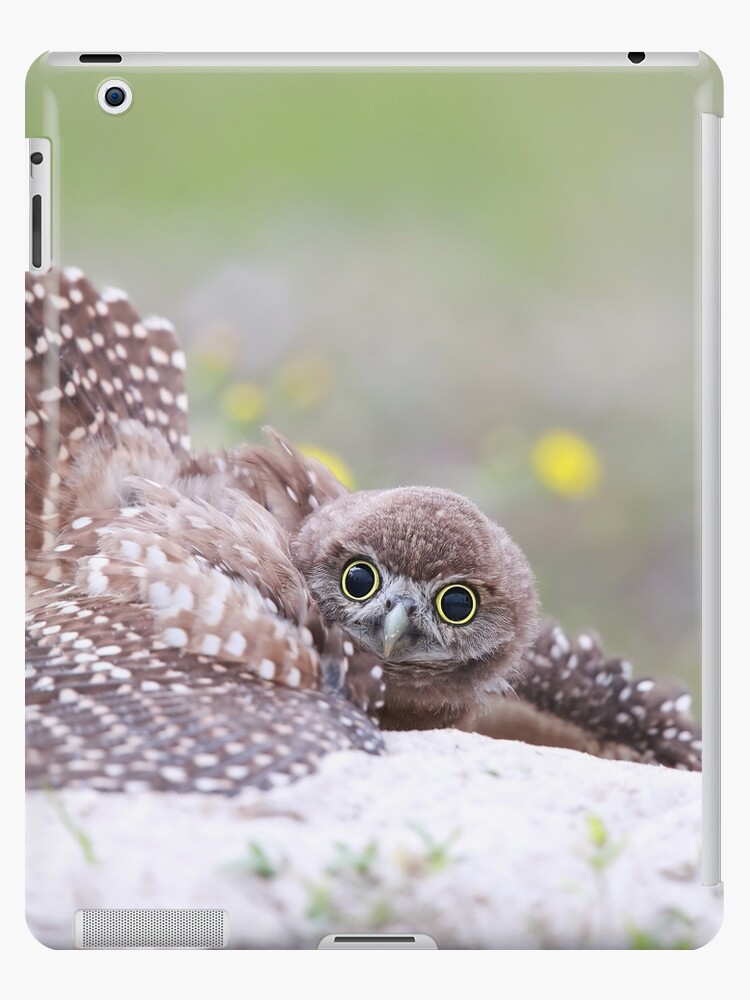 owlet for ipad